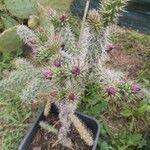 Cylindropuntia imbricata 葉