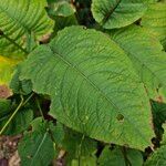 Bistorta amplexicaulis Leaf