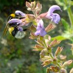Salvia officinalis Çiçek
