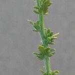 Vogtia annua Likasa