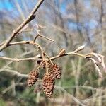 Alnus serrulata Fruto