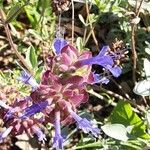 Salvia dorrii Cvet