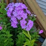 Phlox carolina Flower