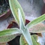 Kalanchoe gastonis-bonnieri List