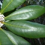 Pittosporum aliferum Habitus