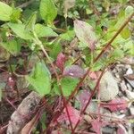 Persicaria nepalensis Bark