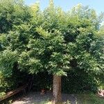 Fraxinus excelsior 整株植物