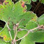 Geranium renardii Fruit