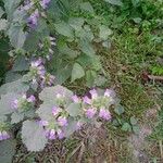 Anisomeles indica Квітка