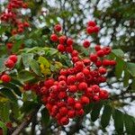 Sorbus aucuparia Φρούτο