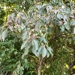 Cornus racemosa Leaf