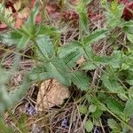 Veronica orsiniana Blatt