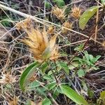 Barleria eranthemoides Froito