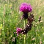 Cirsium rivulareFlower