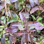 Stachys floridana Blad