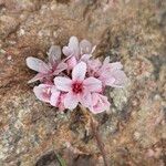 Armeria multiceps Flor