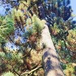 Pinus heldreichii Casca