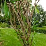 Nerium oleander 樹皮