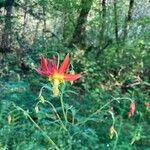 Aquilegia formosa Flor