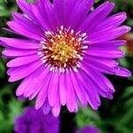 Symphyotrichum novi-belgii Flor