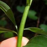 Solidago caesia Bark