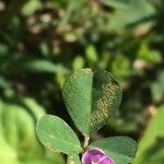 Grona triflora Leaf