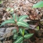 Chimaphila maculata 叶