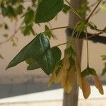 Acer monspessulanum Fruit