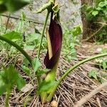 Arum pictum L.f.Цвят