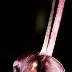 Acianthus tenuilabris Blüte