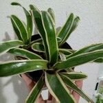 Neoregelia carolinae Листок