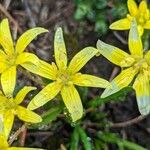 Gagea fragifera 花