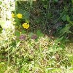Trifolium pratense Flors