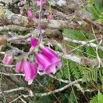 Digitalis thapsi Flower