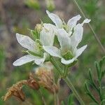 Erodium stevenii Flor