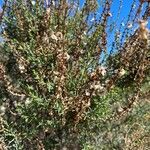 Salsola oppositifolia Φύλλο