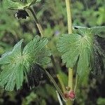 Geranium pyrenaicum पत्ता