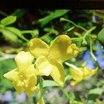 Chrysojasminum odoratissimum Flower
