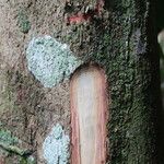 Trichilia prieuriana Écorce