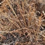 Hyparrhenia papillipes Hábito