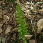 Polypodium interjectum ഇല