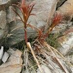 Salsola soda Hoja