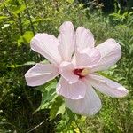 Hibiscus grandiflorus Цвят