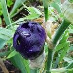 Iris pumila Flower