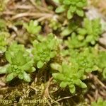 Sedum monregalense Vivejo