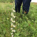 Spiranthes vernalis Kukka