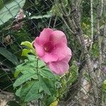 Allamanda blanchetii Flower