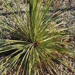 Dasylirion texanum Leaf