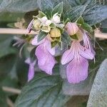 Teucrium fruticans Blüte