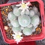 Rebutia heliosa Leaf